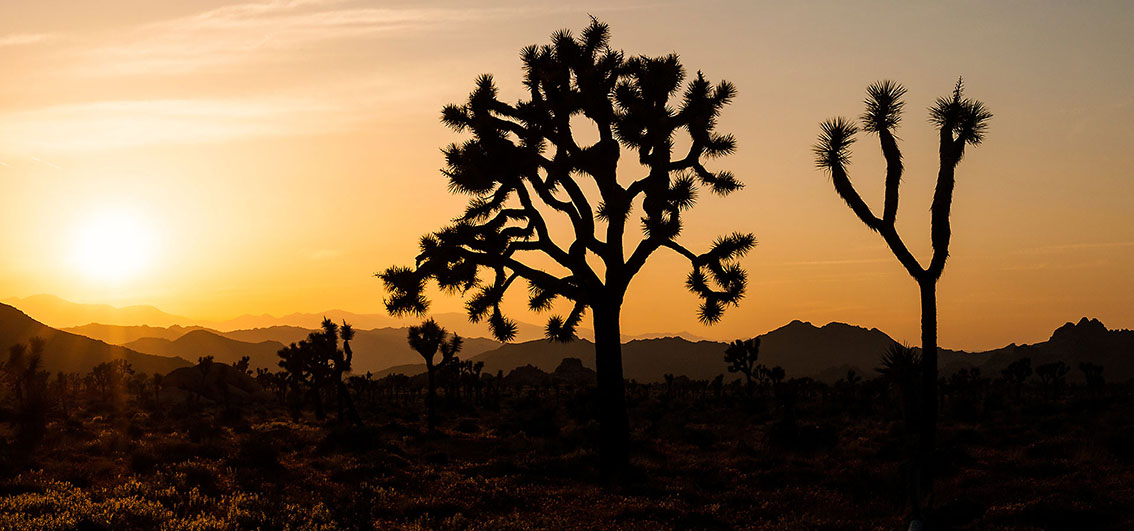 joshuatree